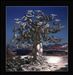 Opus 2: Obscured by a Setting Sun