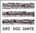 Bird Dog Dante