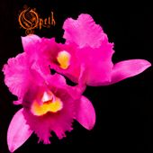 Orchid