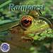 Nature's Rhythms: Rainforest