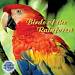 Nature's Rhythms: Birds of the Rainforest