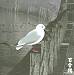 13 Japanese Birds, Vol. 3