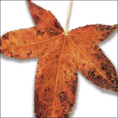 Leaves from the Tree: A Tribute to Peter Gabriel