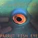 Parrot Fish Eye
