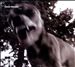 Feral