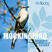 Listen to the Mockingbird