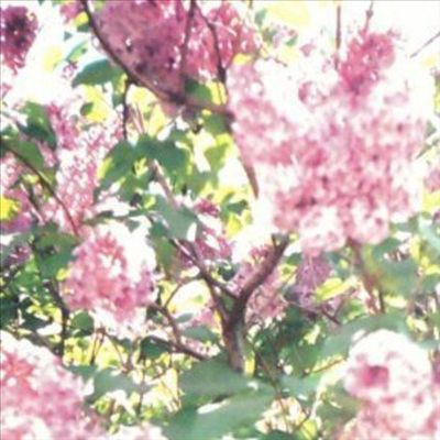 Paisley Orchard