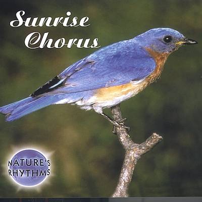 Nature's Rhythms: Sunrise Chorus