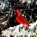 Solitudes: Christmas Wonder