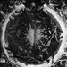 Luciform