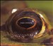 Evan Ziporyn: Frog's Eye
