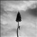 A Black Mile to the Surface